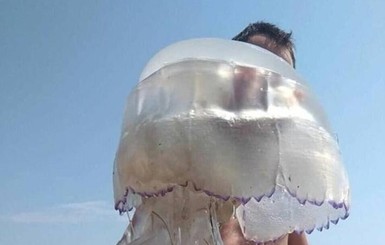Украинцев не хотят кормить медузами