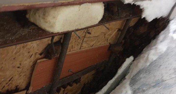 В Днепре внутри обшивки балкона нашли сотни летучих мышей