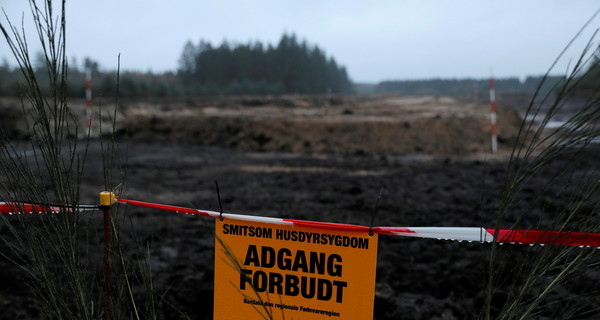 В Дании выкопают и сожгут тушки убитых из-за коронавируса норок