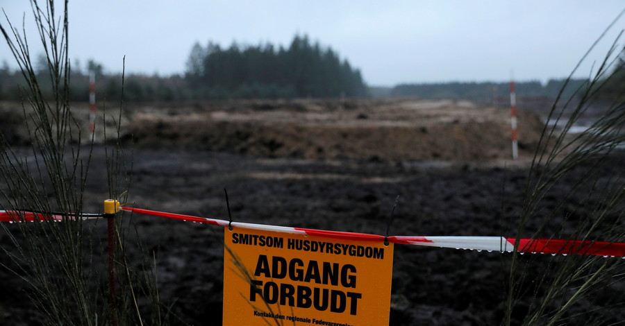 В Дании выкопают и сожгут тушки убитых из-за коронавируса норок