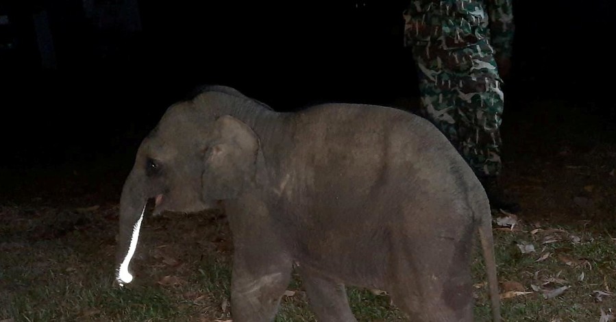 Таец спас слоненка после аварии с помощью массажа сердца