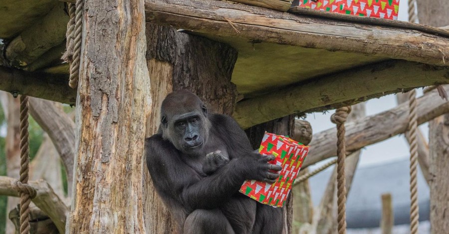 В Лондонском зоопарке гориллы удивили смотрителей реакцией на песню Мэрайи Кэри