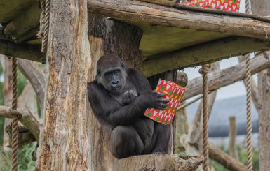 В Лондонском зоопарке гориллы удивили смотрителей реакцией на песню Мэрайи Кэри