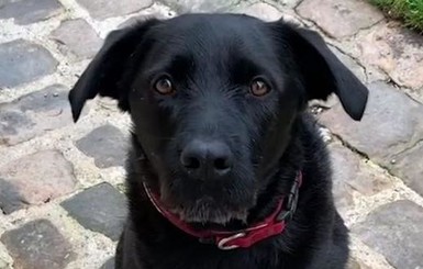 Собака Макрона снялась в рекламе с призывом помочь животным