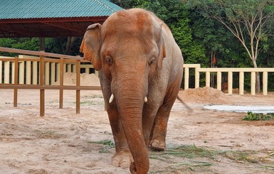 Самый одинокий слон в мире встретил слониху и повеселел