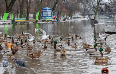 В Днепре утки плавают на тротуаре из-за потопа в парке Глобы