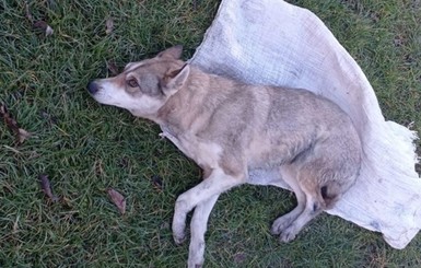 Во Львове спасают собаку, которую подростки положили в мешок и избили трубой