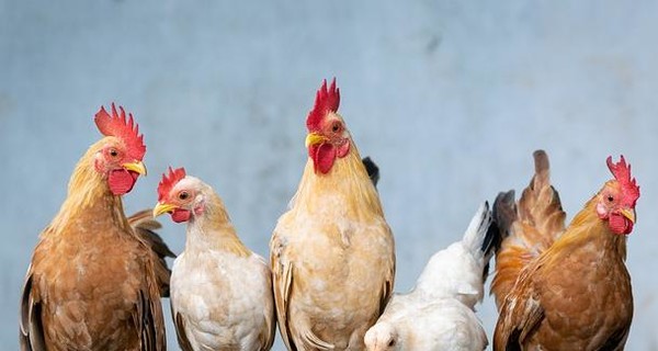 В Николаевской области убили 37 птиц из-за вспышки птичьего гриппа