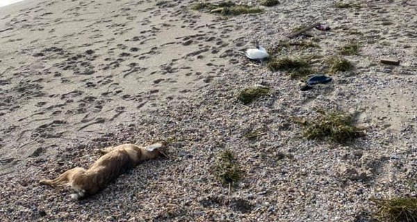 В Одессе из-за фейерверков погибли животные и птицы