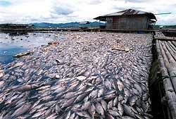 В Азовском море погибло 13 тонн рыбы 