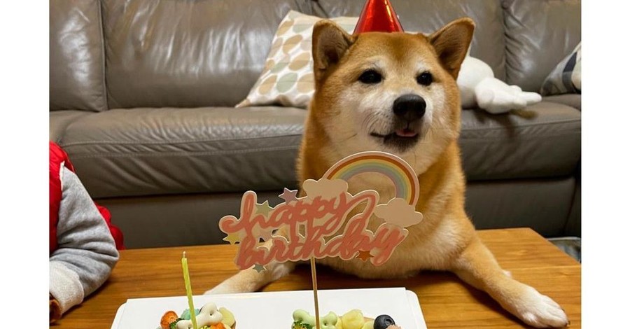 Легендарный Чимс из мемов про сиба-ину отпраздновал день рождения