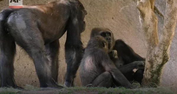 Коронавирусом впервые заболели гориллы: вирус подтвердили у особей из зоопарка Сан-Диего