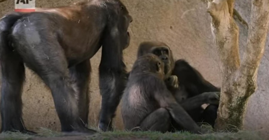 Коронавирусом впервые заболели гориллы: вирус подтвердили у особей из зоопарка Сан-Диего