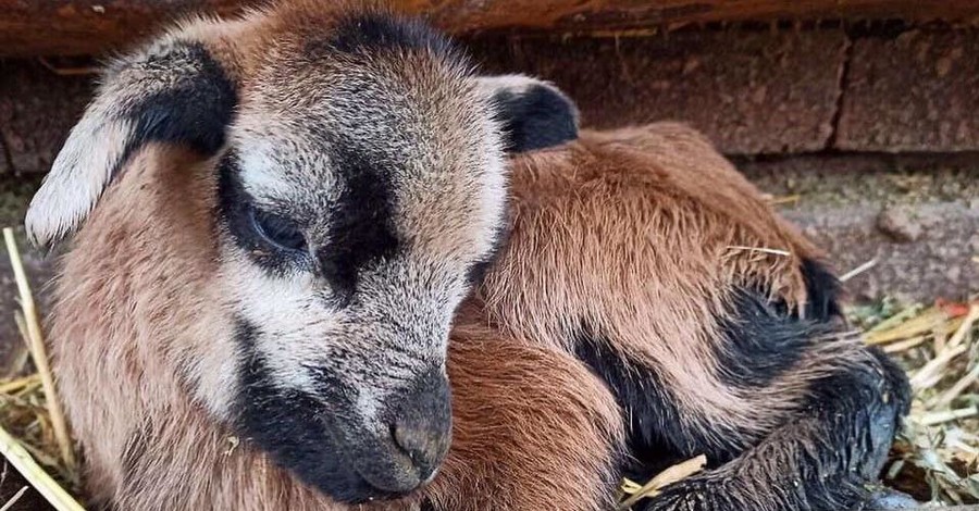 В Одесском зоопарке родились камерунские ягнята - первые детеныши в 2021 году