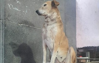 В Индии бездомная собака ежедневно приходит в храм, чтобы 