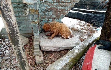 На Прикарпатье спасли собаку, которая примерзла ко льду в ручье