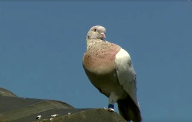 В Австралии голубь Джо может избежать казни за нарушение карантина