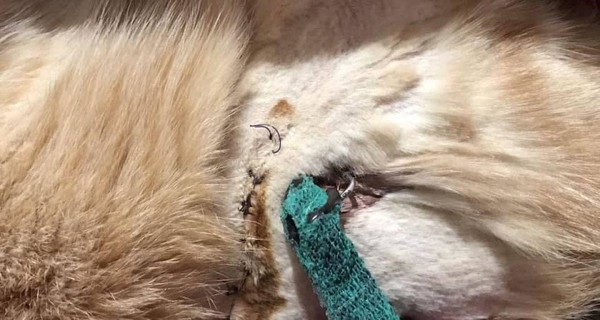 В Харькове полиция взялась за мужчину, который стрелял в домашнего кота