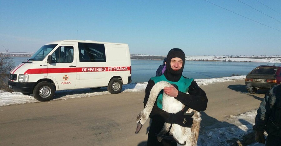 В Одессе спасатели достали лебедя из ледяной ловушки 