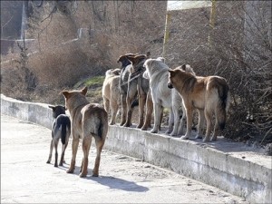 Донецк выделил 760 тысяч гривен для бродячих собак 