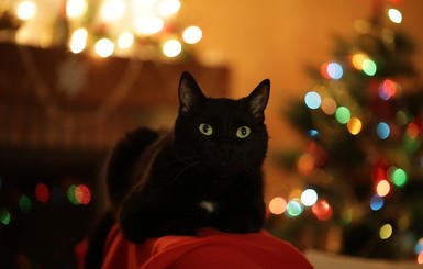 К чему снится черная кошка по разным сонникам