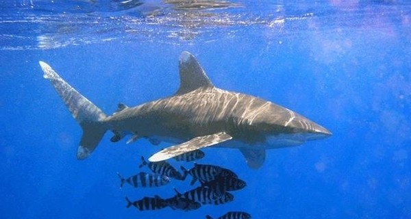 К чему снится акула: толкование эзотериков и психологов