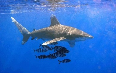 К чему снится акула: толкование эзотериков и психологов