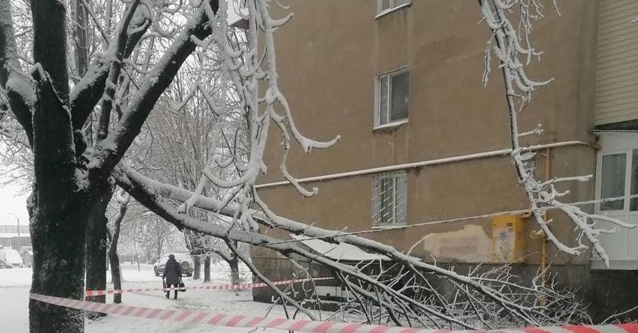 Снегопад в Одессе: рухнули 166 деревьев, движение по дорогам М-15 и М-16 - запрещено