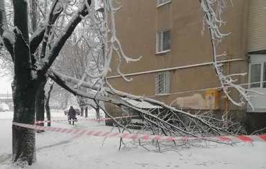 Снегопад в Одессе: рухнули 166 деревьев, движение по дорогам М-15 и М-16 - запрещено