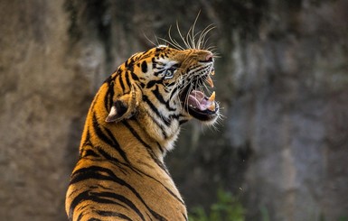 В Черниговской области тигр насмерть загрыз сотрудника зоопарка