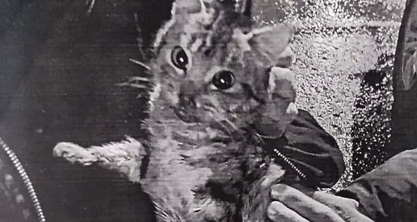 В Энергодаре мужчина собирал бездомных животных, чтобы мучить их дома