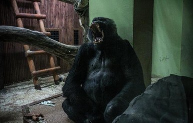 В столичном зоопарке заболел любимец киевлян - горилла Тони. Ситуация серьезная