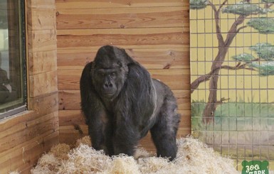 В Киевском зоопарке рассказали о самочувствии заболевшей 46-летней гориллы Тони