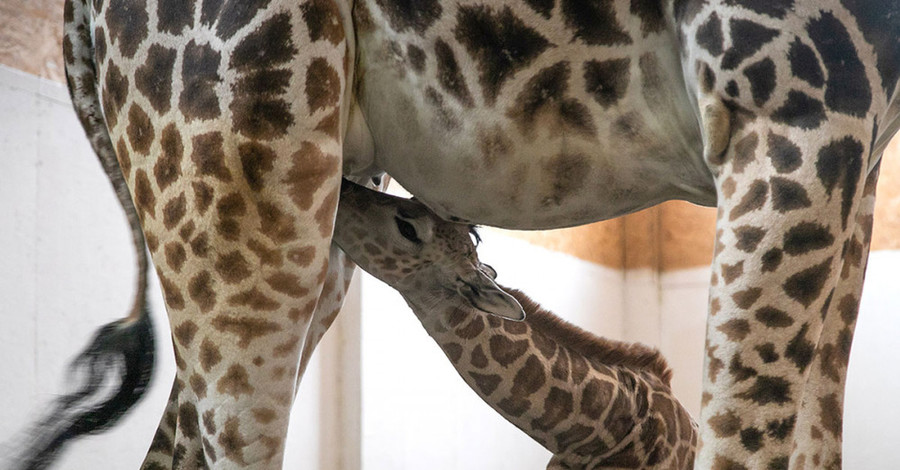 Уникальное пополнение в одесском биопарке: у пары жирафов родился малыш
