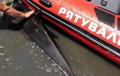 Спасатель дельфина в Лазурном: 