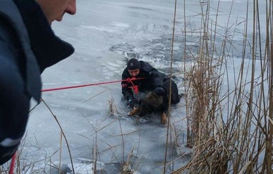 В Днепре спасатели полезли в ледяную воду, чтобы достать пса