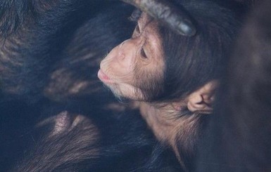 В харьковском зоопарке родились два малыша шимпанзе
