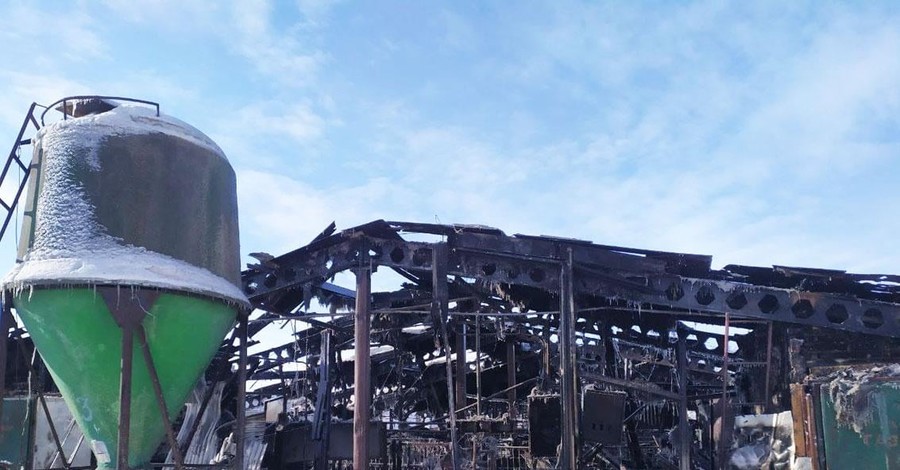 В Черниговской области в пожаре на ферме погибли более 200 свиней