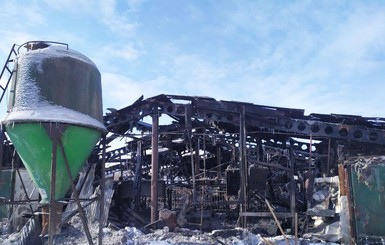 В Черниговской области в пожаре на ферме погибли более 200 свиней