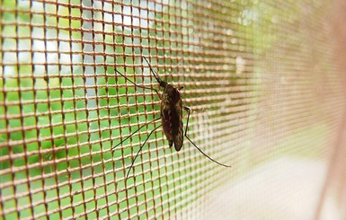 На Закарпатье выявили два случая заражения малярией