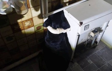 В Черкасской области спасали собаку, которая застряла дома в трубах котла