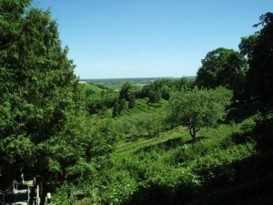 12 тысяч деревьев угрожают жизни луганчан 