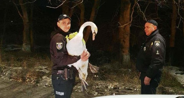 В Винницкой области спасли лебедя, найденного на дороге