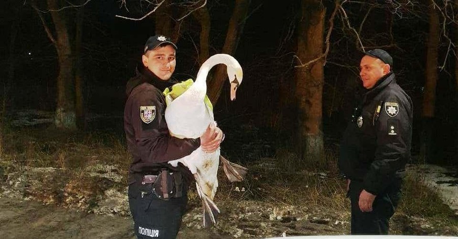 В Винницкой области спасли лебедя, найденного на дороге