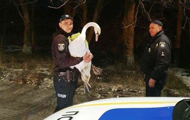 В Винницкой области спасли лебедя, найденного на дороге