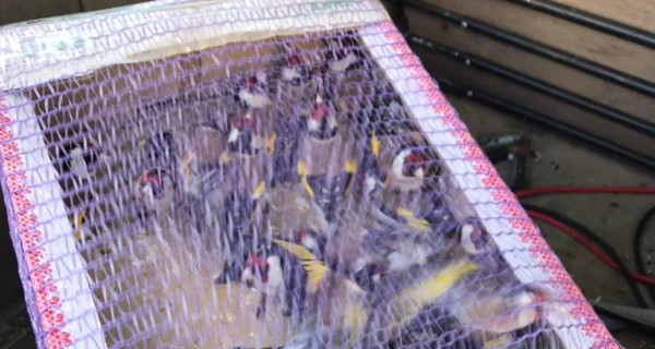 Под Киевом инспекторы спасли 150 щеглов, пойманных браконьерами ради продажи 