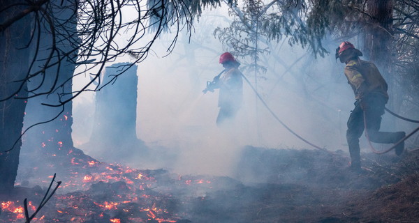 Выгорело две тысячи гектаров леса: последствия лесного пожара в Аргентине
