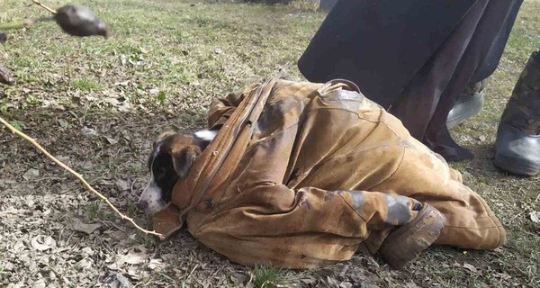 В Днепропетровской области спасли собаку, которая тонула в реке