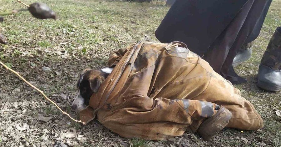 В Днепропетровской области спасли собаку, которая тонула в реке