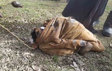 В Днепропетровской области спасли собаку, которая тонула в реке